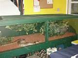 Photos of Reptile Cage Plans Online