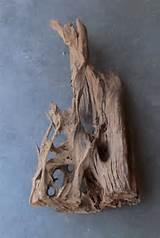 Reptile Aquarium Wood Pictures Reptile Aquarium Wood Pictures