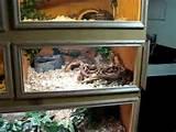 Images of Reptile Cage Enclosure